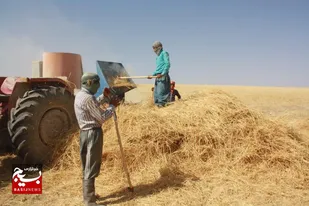 بیش از ۵۲۸ هزار تن گندم در خراسان رضوی خریداری شد/پایان خرید تضمینی گندم در استان