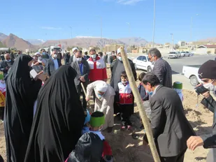 روز در ختکاری در شهرستان تفت