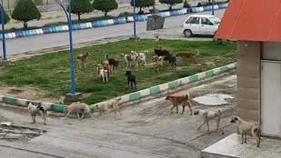 افزایش جمعیت سگ&zwnj;های بلاصاحب اهواز در پی نبود داروی بیهوشی