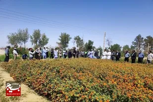 اجرای 60 کارگاه جهاد میدانی محققان برای جهش تولید با مشارکت مردمی در استان مرکزی