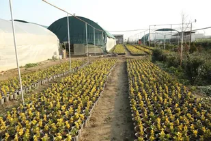 اجرای بیش از ۲هزار و۶۰۰ طرح اشتغال اجتماع&zwnj;محور استان اصفهان در بخش کشاورزی
