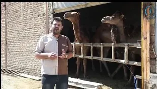 گزارش تصویری از پرورش شتر در ارومیه