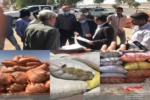 توزیع علوفه یارانه دار جهت حمایت از دامداران منطقه سیستان