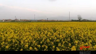 پیش&zwnj;بینی برداشت 100 تن کلزا در روستای حسام&zwnj;آباد بهار