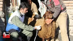 واکسیناسیون بیش از ۲۸۸ هزار رأس دام علیه بیماری بروسلوز در اردبیل