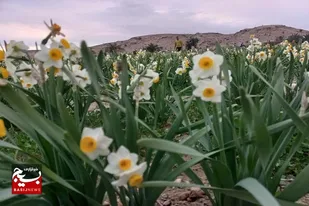 ماه&zwnj;های دی و بهمن موسم به گل نشستن گل&zwnj;های نرگس است