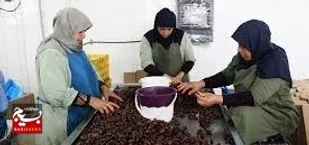 نقش مهم خرمای شادگان در ارزآوری و رونق اقتصادی کشور