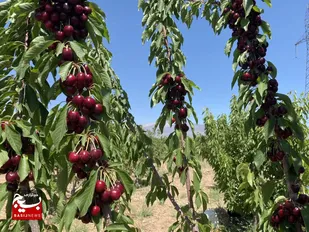 پیش&zwnj;بینی برداشت ۲ هزار تن گیلاس از باغات شاهرود / ۲۹۶ هکتار باغ بارور در منطقه بسطام