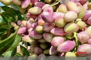 محصول پسته ۵٠ درصد باغات سیستان و بلوچستان برداشت شد