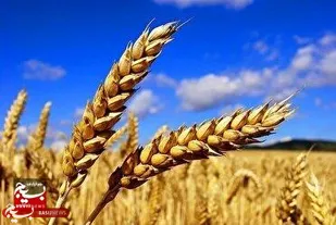 امکان ذخیره سازی یک میلیون و ۵۳۰ هزار تن گندم در خوزستان