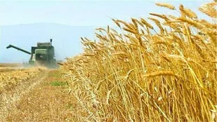 بزودی مطالبات گندمکاران دزفول پرداخت می&zwnj;شود/ کشاورزان نگران نباشند