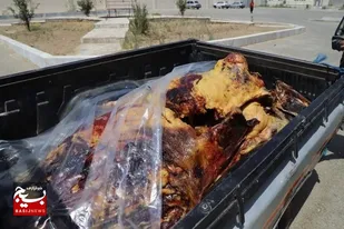 معدوم&zwnj;سازی یک لاشه گاو در زاهدان