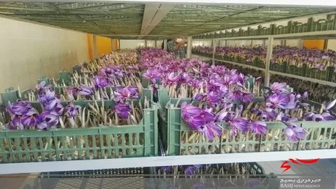 کشت زعفران گلخانه ای برای اولین بار در استان سنندج