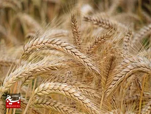 بیش از ۷۰۰ هزار هکتار، اجرای بزرگترین عملیات برداشت محصول کشور در  خوزستان