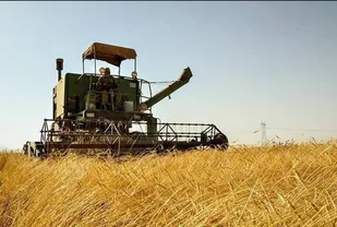 کاهش ۵۰ درصدی برداشت گندم در قطب کشاورزی یزد