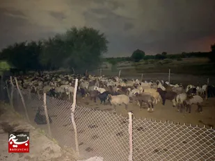 نجات ۲ چوپان و ۴۰۰ راس گوسفند از سیلاب رودخانه دز