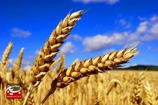 بیش از ۸۰۰ هزار هکتار از اراضی خوزستان زیر کشت گندم و کلزا می&zwnj;رود
