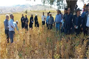 برگزاری روز مزرعه گلرنگ دیم در هوراند