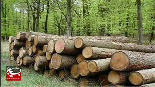 قاتل درختان جنگلی نمین شناسایی و دستگیر شد