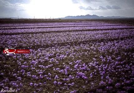 زعفران