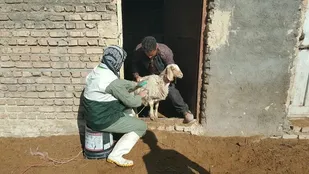 برگزاری رزمایش گروه جهادی حوزه دام در شهرستان خلیل آباد