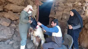 واکسیناسیون۳۰ هزار راس دام سبک و سنگین به همت بسیج در باشت