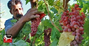 شهر جهانی انگور کجاست؟