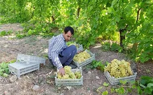 رشد ۵۷ مشارکت مودیان استان سمنان در پرداخت زکات