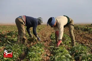رشد ۱۰ درصدی تولید چغندر قند در نصرآباد+تصویر