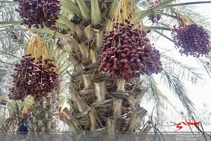 برداشت خرمای نخلستانهای فنوج به اتمام رسید