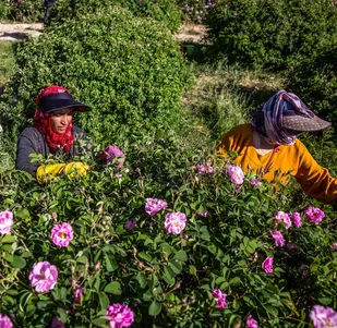 پیچش عطر گل محمدی در ایلام؛ برداشت ۴۵ تن از نگین زاگرس