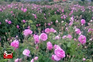برداشت گل محمدی در سیستان و بلوچستان آغاز شد