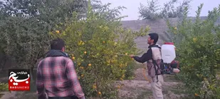 اردوی جهادی بهداشت باغات مرکبات  درشوشتر