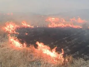 بیش از یک هکتار از مزارع روستای چناری در آتش سوخت