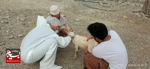 برخورد جدی دامپزشکی با متخلفان بهداشتی
