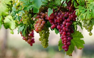 کارگاه آموزشی مدیریت تغذیه صحیح باغات انگور در رودیان