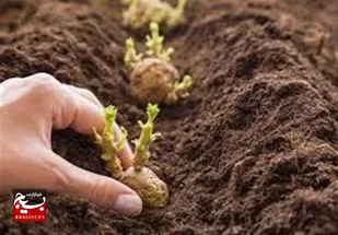 کمبود بذر سیب&zwnj;زمینی در اردبیل/مقصر کیست