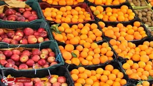 تامین ۷۰۰ تن سیب و پرتقال برای شب عید در گلستان