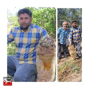 برداشت بزرگترین چغندر علوفه ای کشور در منطقه توکهور و هشتبندی شهرستان میناب