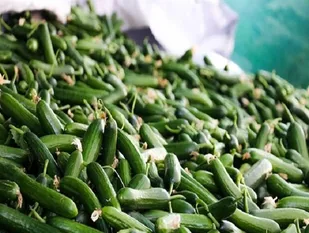 افزایش شدید قیمت خیار؛ نرخ به ۲۰ هزار تومان رسید