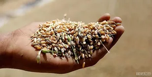 تاخیر در پرداخت مطالبات کشاورزان گندم کار پذیرفتنی نیست