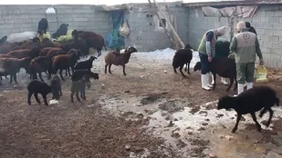 اجرای طرح جهادی دامپزشکی در روستا&zwnj;های محروم آذربایجان شرقی