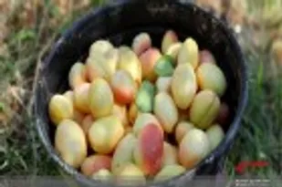 &nbsp;خشک کردن زردآلو یا قِیسی در روستای شیرزلی اسدآباد/عکس