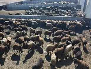 اجرای طرح پرورش گوسفند داشتی پربازده شرکت کشت و صنعت گلستان در شهرستان سرخه
