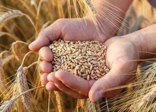 خرید گندم ۱۱ درصد در ایلام افزایش داشت