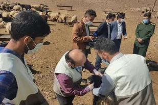 رزمایش سه روزه واکسیناسیون و ویزیت دام&zwnj;های روستایی و عشایری