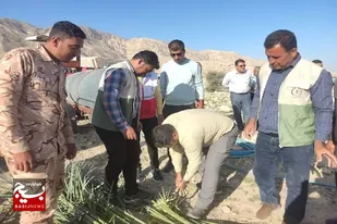 ۵۰ نفر نخل در اردوگاه قدس خنج غرس شد