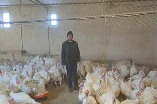 وام بسیج سازندگی تنها حمایتی برای مزرعه پرورش بوقلمون
