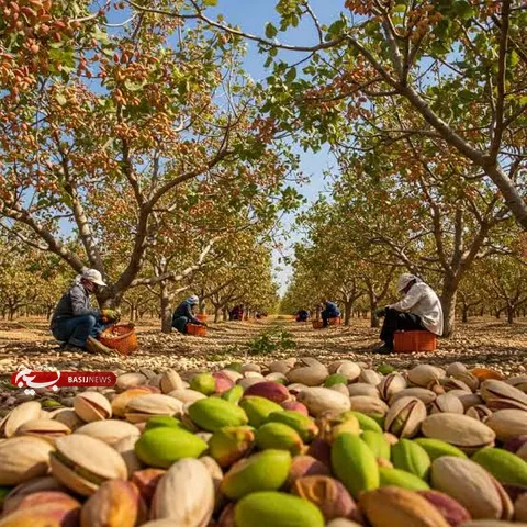 آغاز زودهنگام برداشت پسته در زرندیه؛ پیش‌بینی افزایش ۱۰ درصدی تولید استان مرکزی