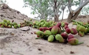 خسارت 400 میلیارد ریالی طوفان به باغات پسته و انار مه ولات